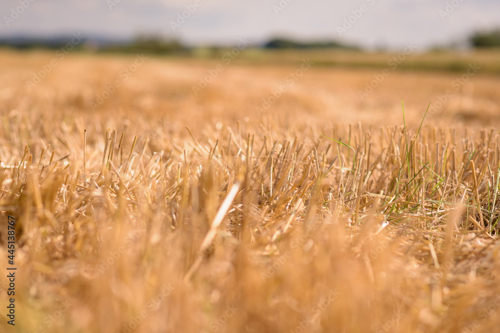 Poster stubble field wheat mowed down