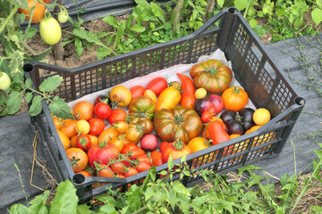 Colorful heirloom tomatoes harvest in the box.