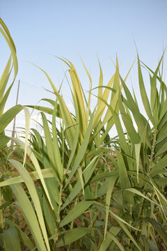 Foliage of giant reed (Arundo donax) in summer
