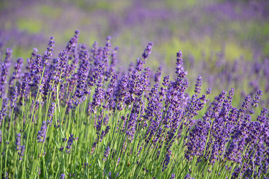 Lavender flowers field