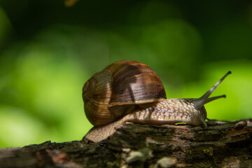 snail in green forest