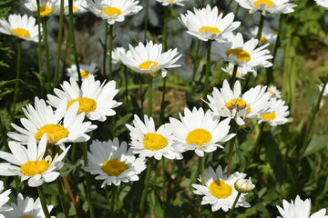Fototapeta premium field of daisies