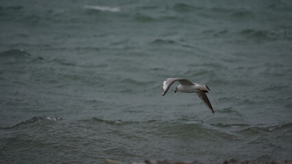 A seagull in flight