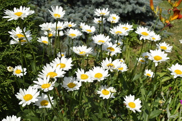 Fototapeta premium field of daisies