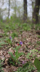 flower in the forest