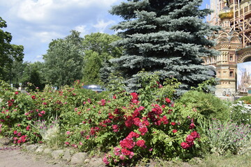 Obraz premium flowers in the garden