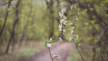 spring in the forest
