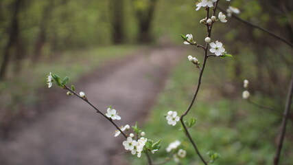 spring in the forest