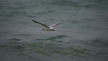 A seagull in flight