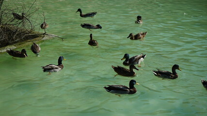Patos aves agua lago