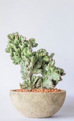 Strange shapes of green ornamental plants in pots on a white background.
