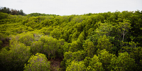 Pranburi Mangrove Forest in Prachuap Khiri Khan in Thailand