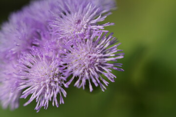 Purple flower in round shape