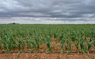 Green onions field