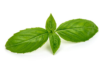 Obraz premium Basil leaf, isolated on white background. High resolution image.