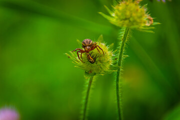 little spider dines on a field plant 
