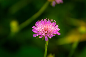 Obraz premium purple flower bark macro in the meadow 