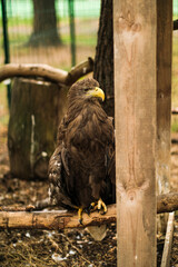 портрет орла близко. Орел на ветке.