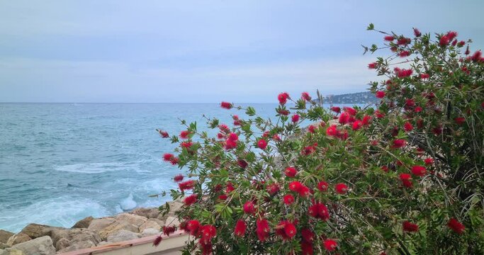 Close-up Red Bottlebrush Flower (Callistemon) With The Blue Waves Of The Mediterranean Sea In The Background - DCi 4K Resolution
