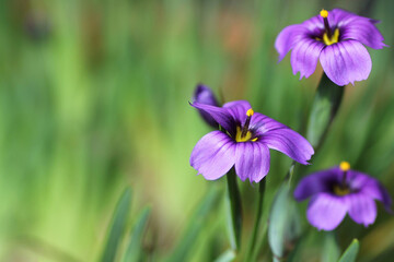 sisyrinchium e.k.balls (yellow-eyed grass)