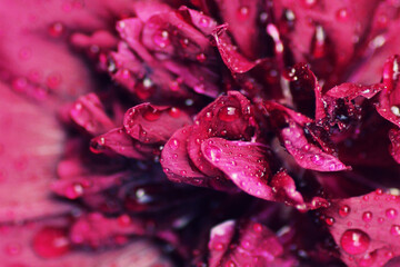 purple hollyhock (alcea chater's purple)