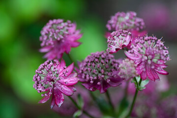 Astrantia Major Gill Richardson