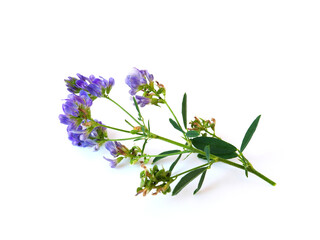 Isolated twig with small blue flowers on a white background.