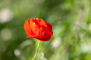 Obraz premium Field Poppy (Papaver Somniferum)