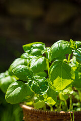 organic basil in the pot