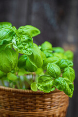 organic basil in the pot