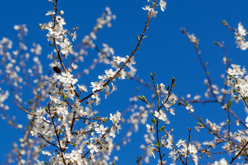cherry plum tree (prunus mume) blossom with bee (bombus rupestris)