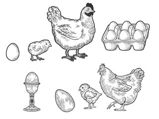 Fototapeta na wymiar Chicken hen and eggs set line art sketch engraving vector illustration. T-shirt apparel print design. Scratch board imitation. Black and white hand drawn image.