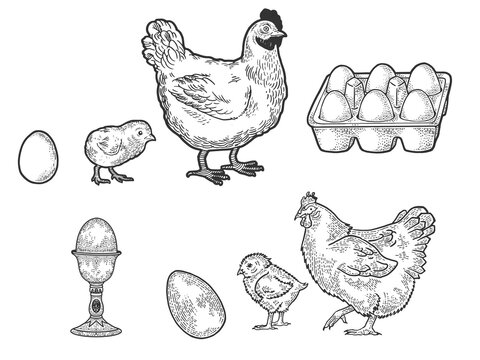 Chicken hen and eggs set line art sketch engraving vector illustration. T-shirt apparel print design. Scratch board imitation. Black and white hand drawn image.
