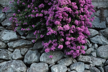 石の壁に花,壁と花,長崎の路地裏,花, 庭, ピンク, 自然, 植える, 紫, とぶ, 咲く, サマータイム, 全盛期, 公園, 植物, 美しさ, ブッシュ, ブーゲンビリア, 葉, ガーデニング, 色, 植える, すごい, シャクナゲ, スミレ, 季節, 低木, フローラル, 赤, カラフル, デイジー, 植物学, ツツジ, アウトドア, 日, ばら, 花びら, 木,  アップ, 成長する, 風