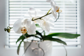 Blooming white orchid on the windowsill. Phalaenopsis on blinds window background. Home flower...
