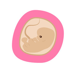 Embryo Development isolated icon. Pregnancy, fetal fetus development. Embryo in the womb illustration. Gynecology, reproductive. 