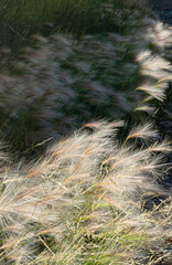 Feather grass in the steppe under the hot sun