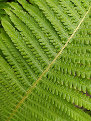 Fern plant leaves texture. Fresh and juicy grass with a natural pattern. Eco-friendly background for design. Macro photography
