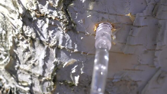 Collecting sap from Silver Birch tree in spring (Betula pendula) - (4K)