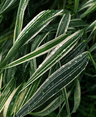Fototapeta premium The texture of the leaves of plants in a rich green color with white spots. Many branches of plants with drops after rain. Fresh and juicy grass with a natural pattern. Eco-friendly background 