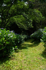 塩田平のあじさい小道