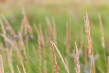 Fototapeta na wymiar spikelets in the field on a summer day. selective focus.