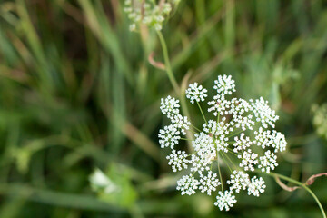 white flowers in a field on a summer day. The composition of nature