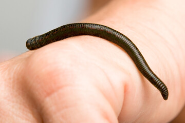 Leech therapy with medical leeches on human body. Naturopathy, healthcare, natural medicine, good blood circulation.