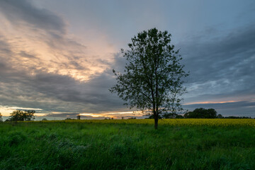 Fototapeta na wymiar Tree next to the field and evening clouds