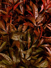 The texture of the leaves of peonies of an unusual color. Many branches of plants with drops after rain. Fresh and juicy grass. Eco-friendly background for design