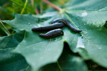 Leech therapy with medical leeches on the nature. Naturopathy, healthcare, natural medicine, good blood circulation.