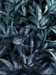 The texture of the leaves of peonies of an unusual color. Many branches of plants with drops after rain. Fresh and juicy grass. Eco-friendly background for design