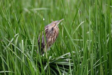 American Bittern bird sits motionless in the reeds along the edge of a river