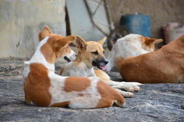 Dogs sleeping on the floor